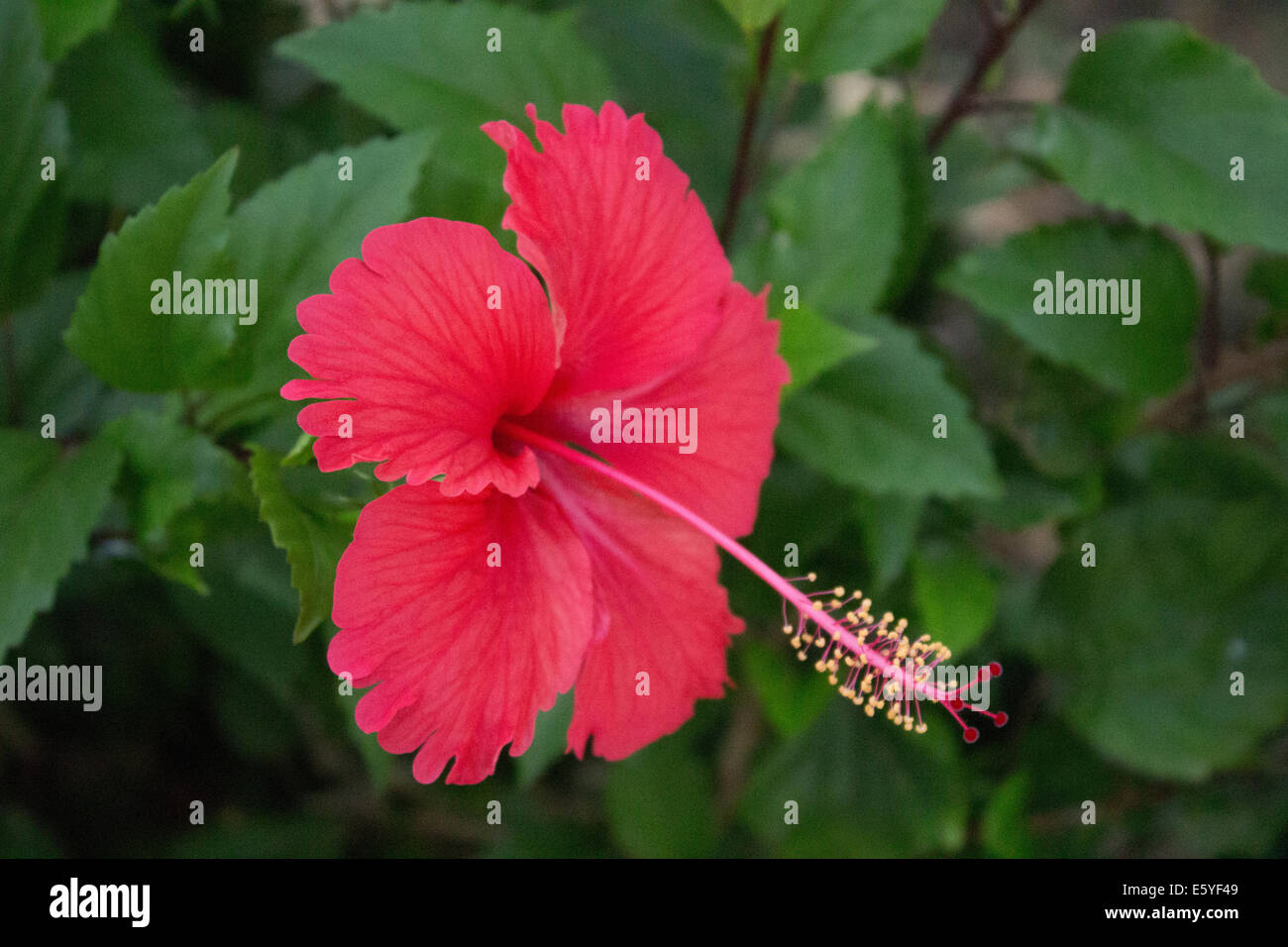 Pink Flower in Antigua Stock Photo Alamy