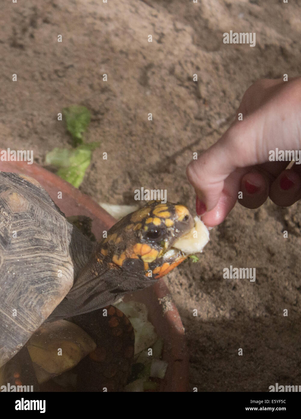 Tortoise eating a banana Stock Photo Alamy