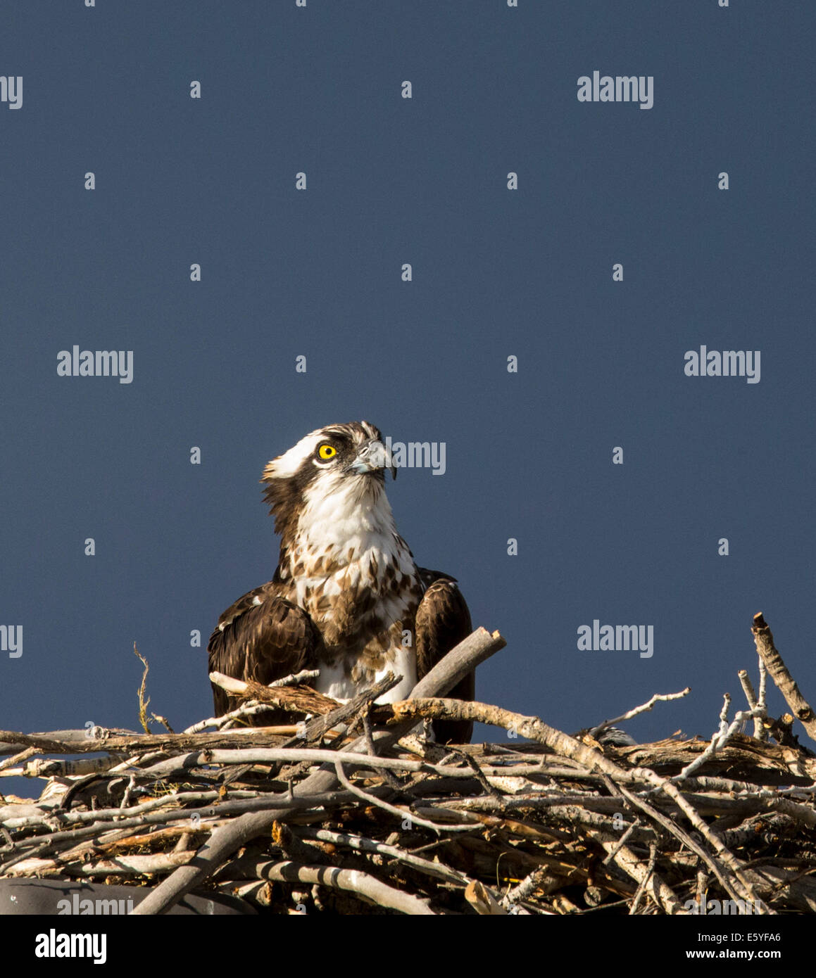 Osprey on nest, Pandion haliaetus, sea hawk, fish eagle, river hawk, fish hawk, raptor, Chaffee County, Colorado, USA Stock Photo