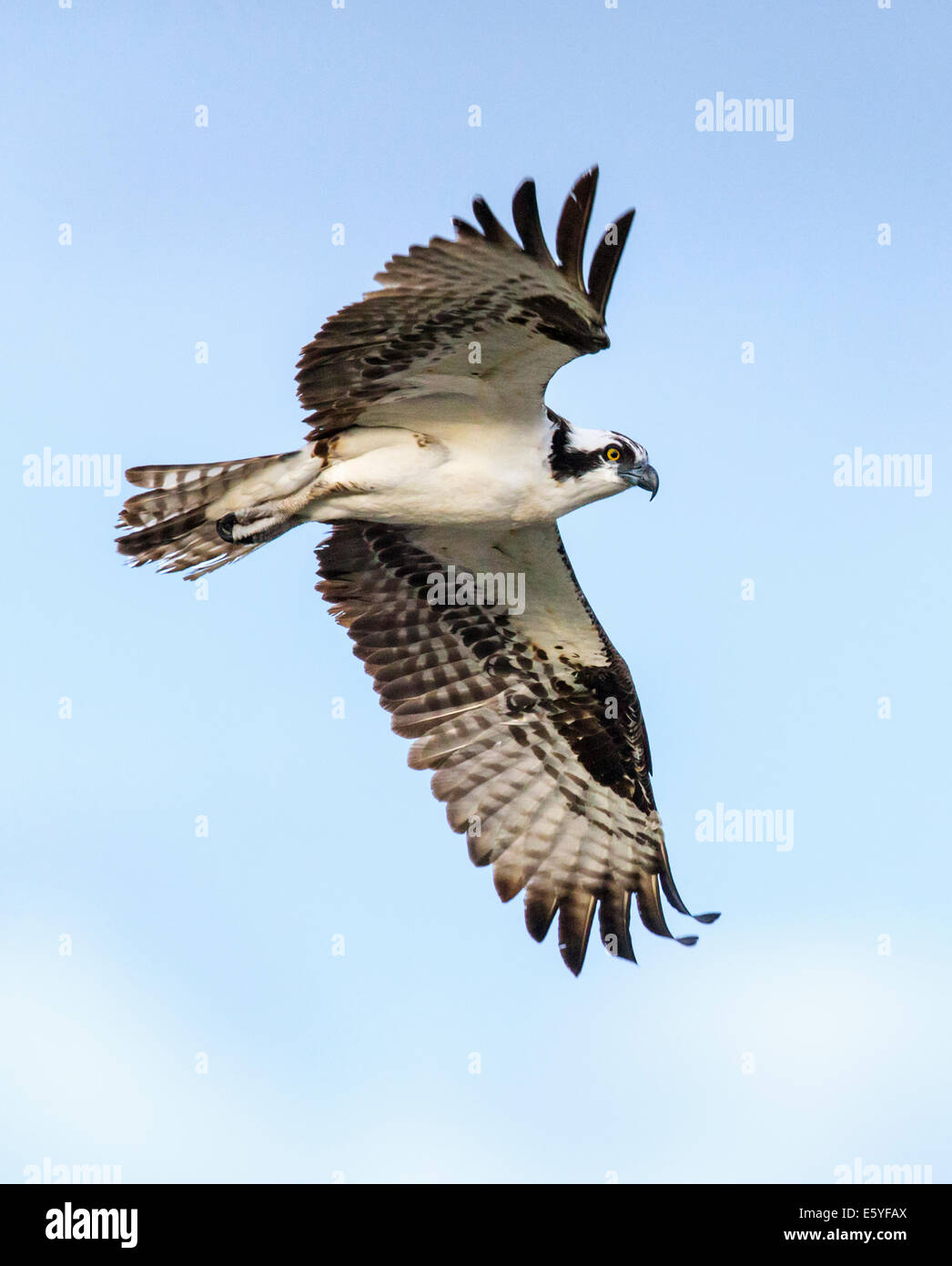 Osprey in flight, Pandion haliaetus, sea hawk, fish eagle, river hawk, fish hawk, raptor, Chaffee County, Colorado, USA Stock Photo