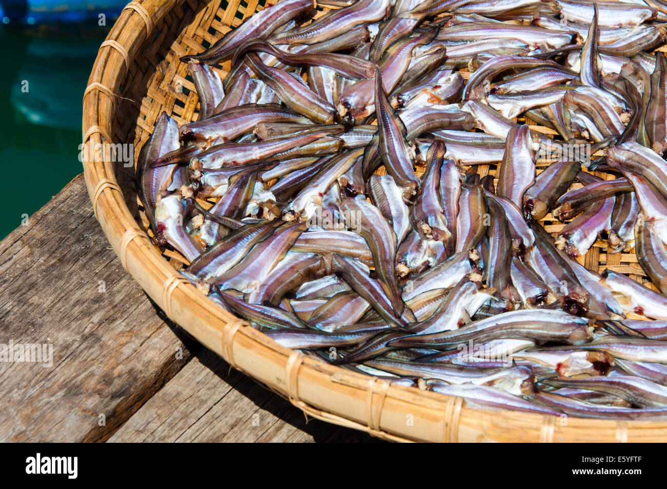 Small Fish drying on bamboo basket in the sun Stock Photo Alamy