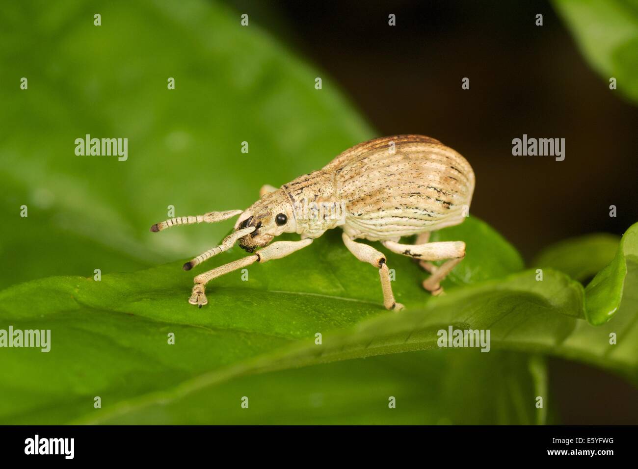 A weevil or snout beetle from the Curculionoidea superfamily. Kaeng Krachan National Park, Thailand. Stock Photo