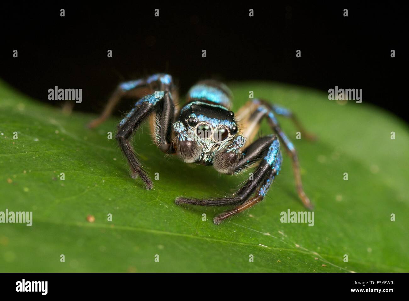 Male Thiania bhamoensis jumping spider Stock Photo