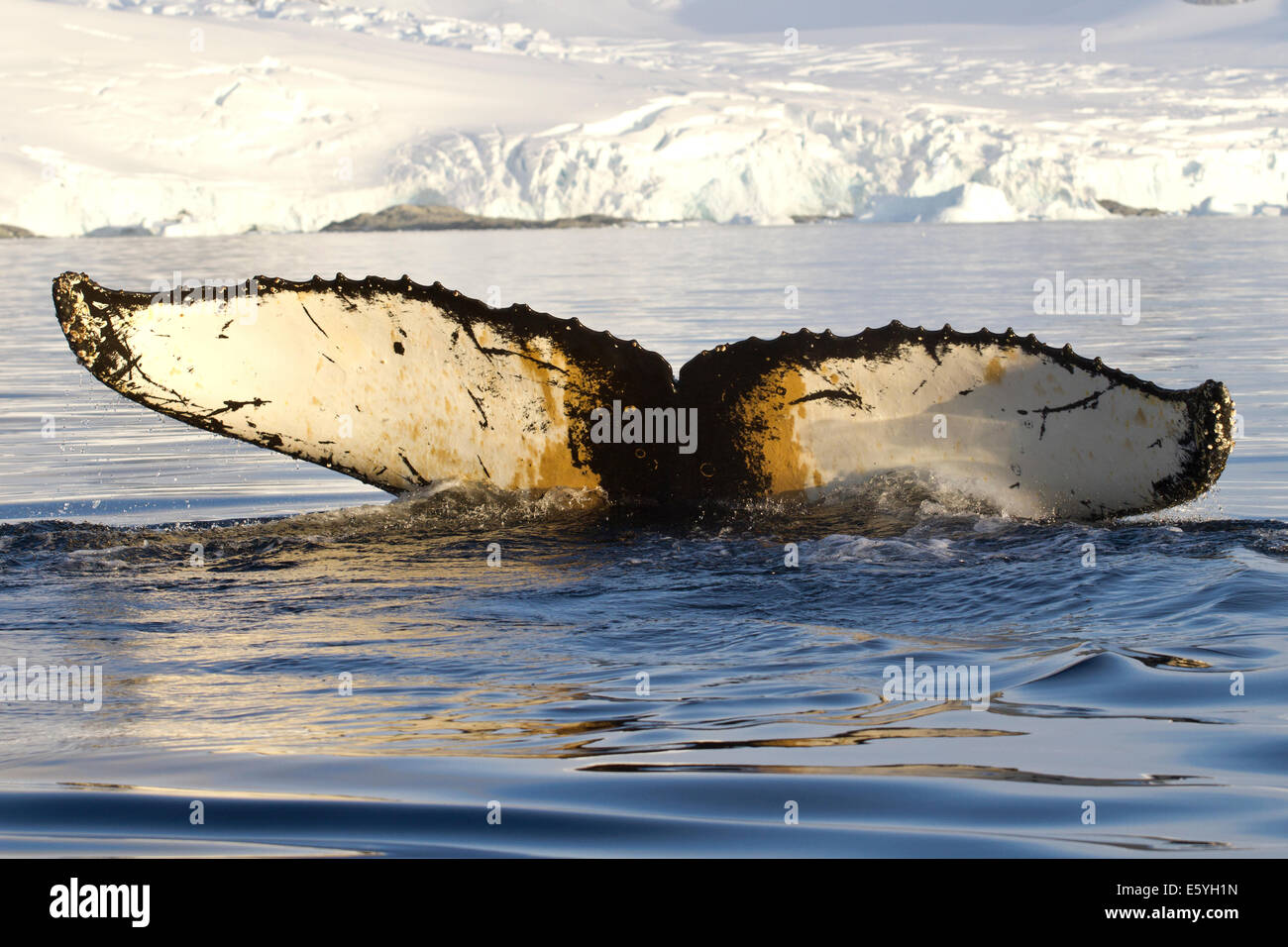 humpback whale tail diving in Antarctic waters against the backdrop of ...