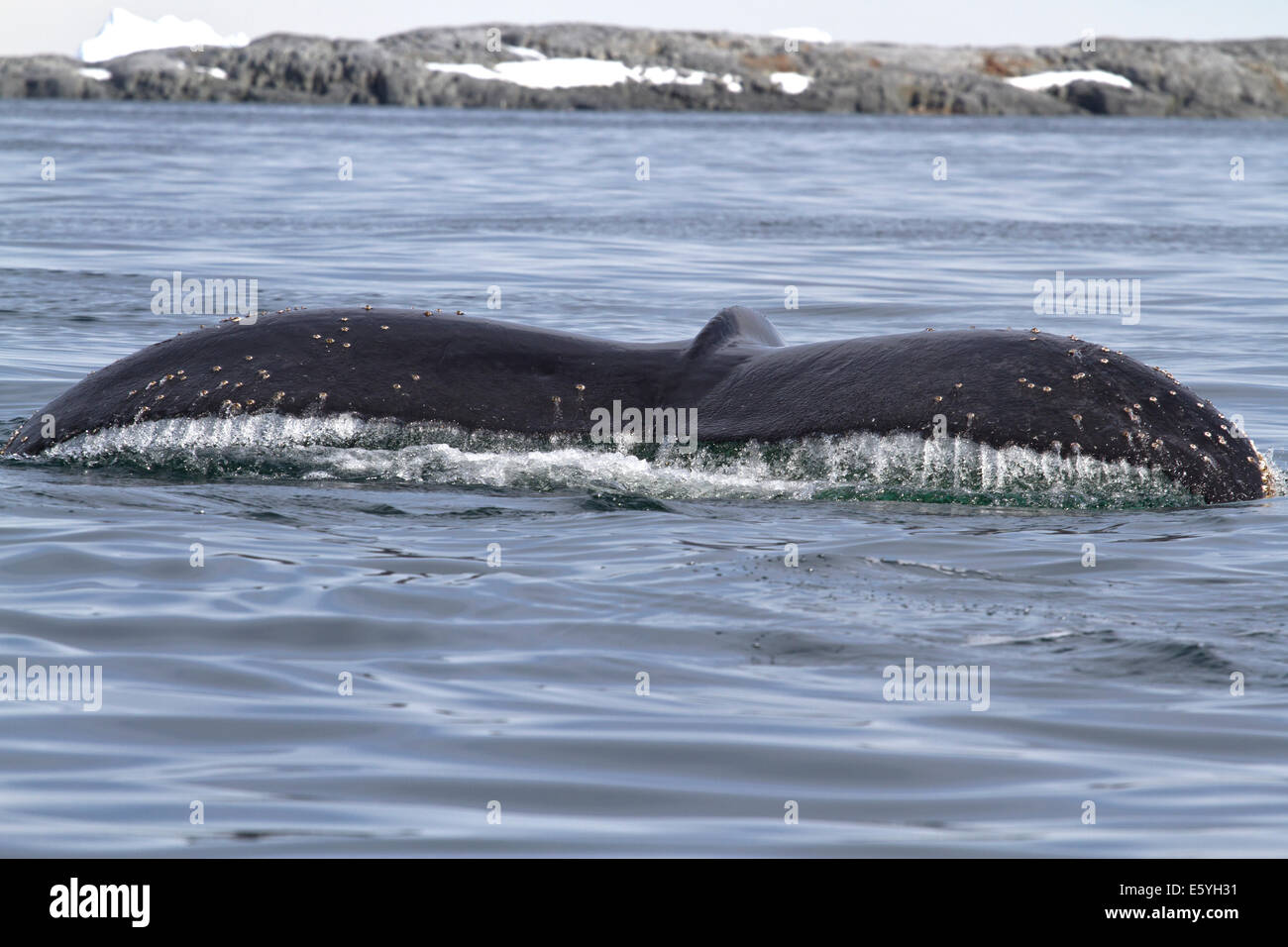 Humpback whale tail before diving into Antarctic waters Stock Photo - Alamy