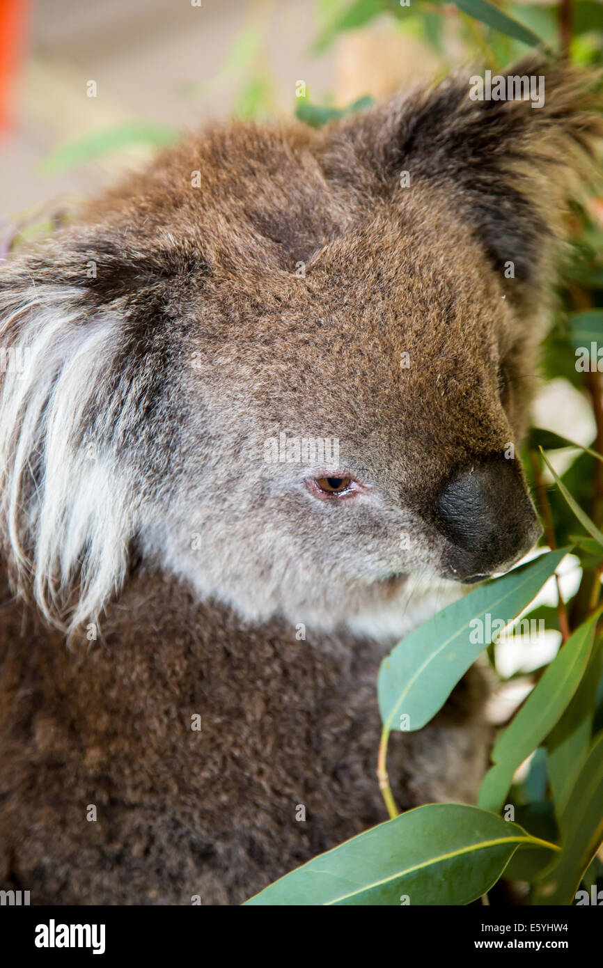 Koala eating gum leaves in South Australia Stock Photo