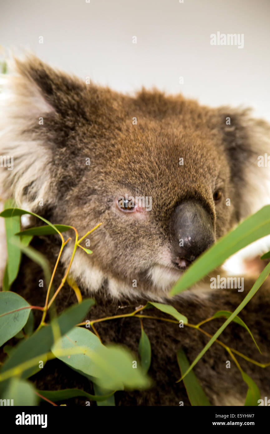 Koala eating gum leaves in South Australia Stock Photo