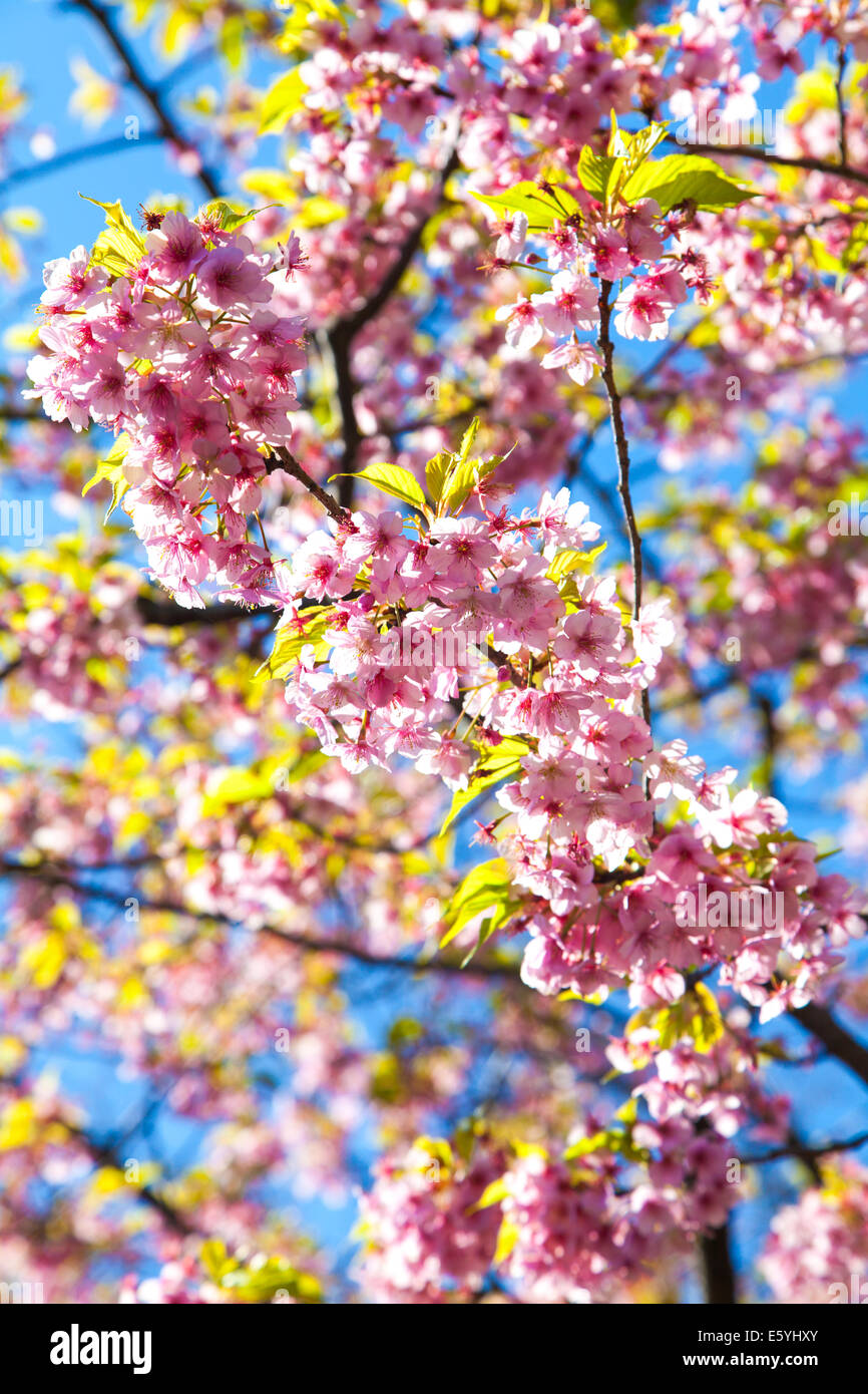 pink cherry blossoms against clear blue sky Stock Photo - Alamy