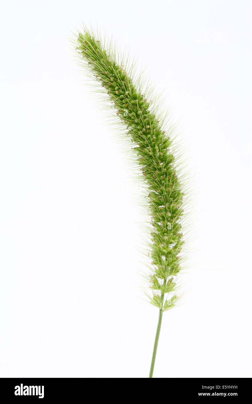 Setaria viridis Stock Photo