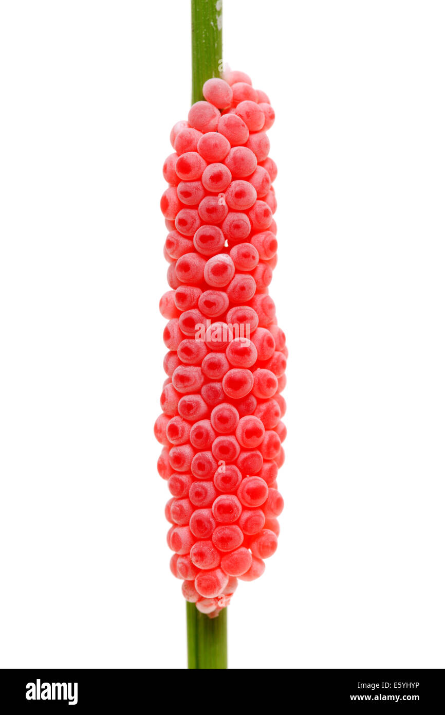 Eggs Of Golden Apple Snail Stock Photo Alamy