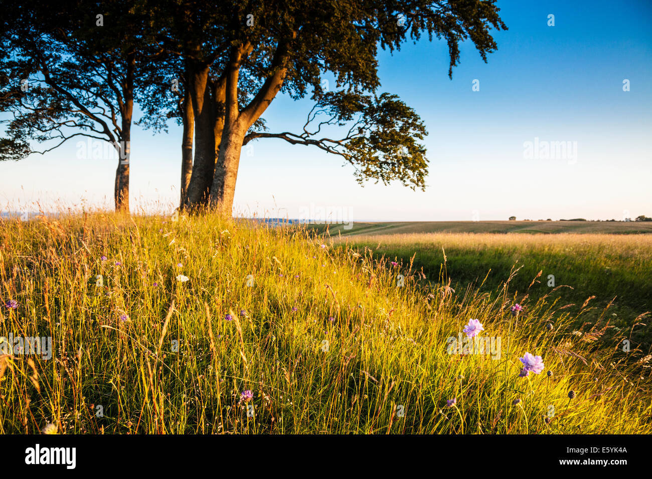 Early morning sunshine on Oliver's Castle, an iron age hillfort on Roundway Hill near Devizes, Wiltshire. Stock Photo