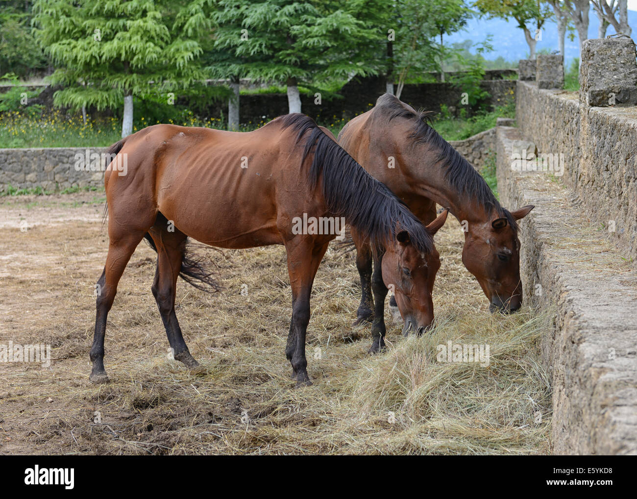 Mustang Horse Ranch in Sinj, Croatia Stock Photo