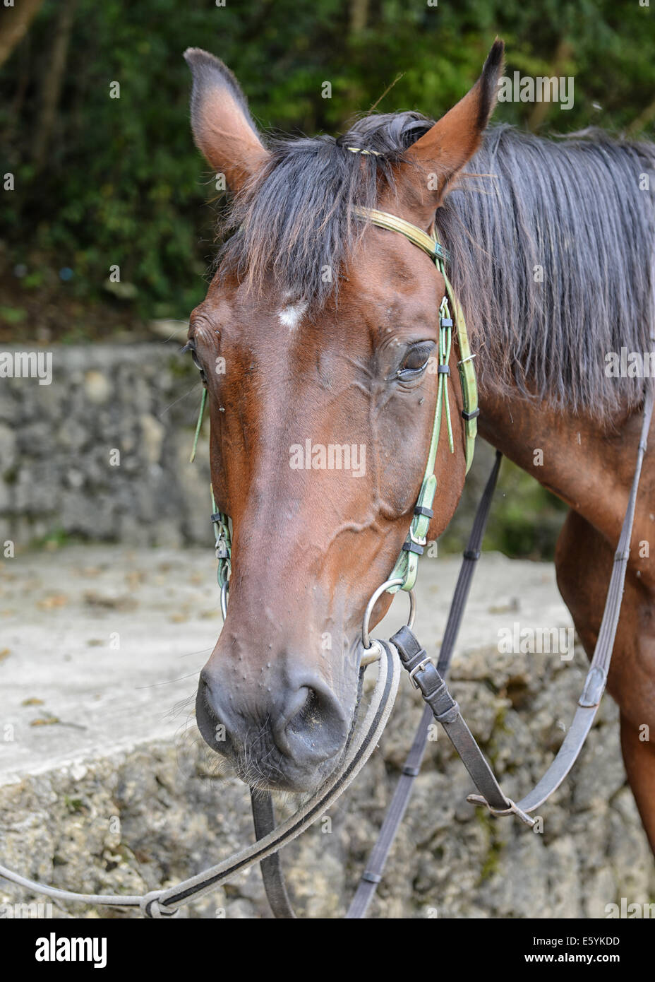 Mustang Horse Ranch in Sinj, Croatia Stock Photo