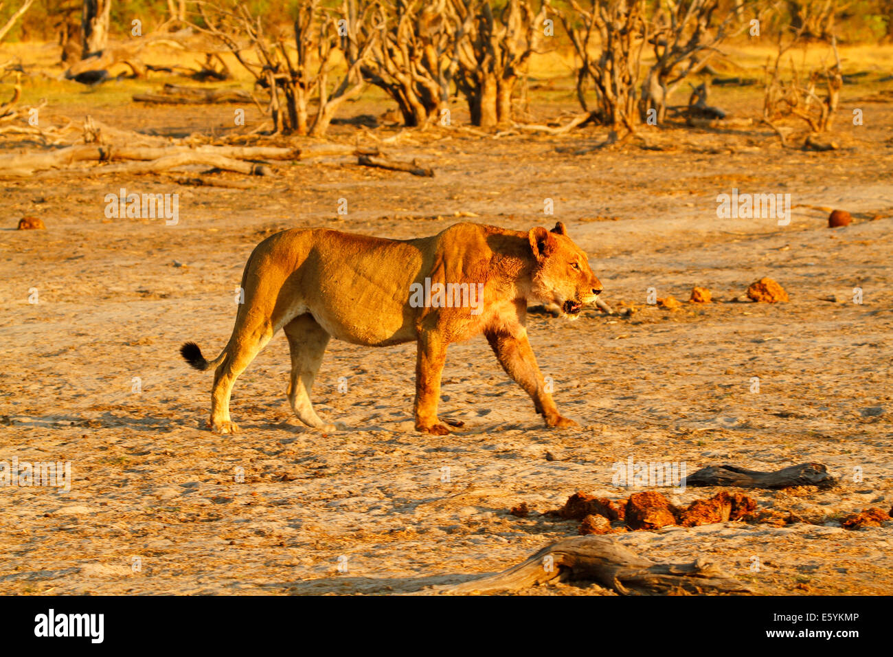 Fat & full lioness strolling across the flats on Africa's plains, stunning golden colors in the early morning Stock Photo