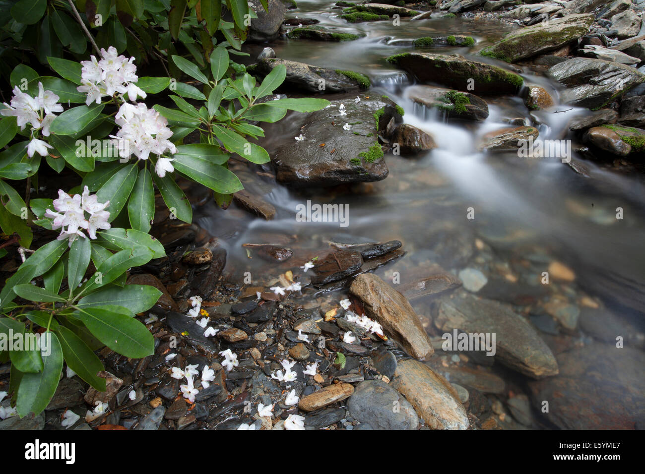 rhododendron along creek in the Great Smoky Mountains National Park Stock Photo