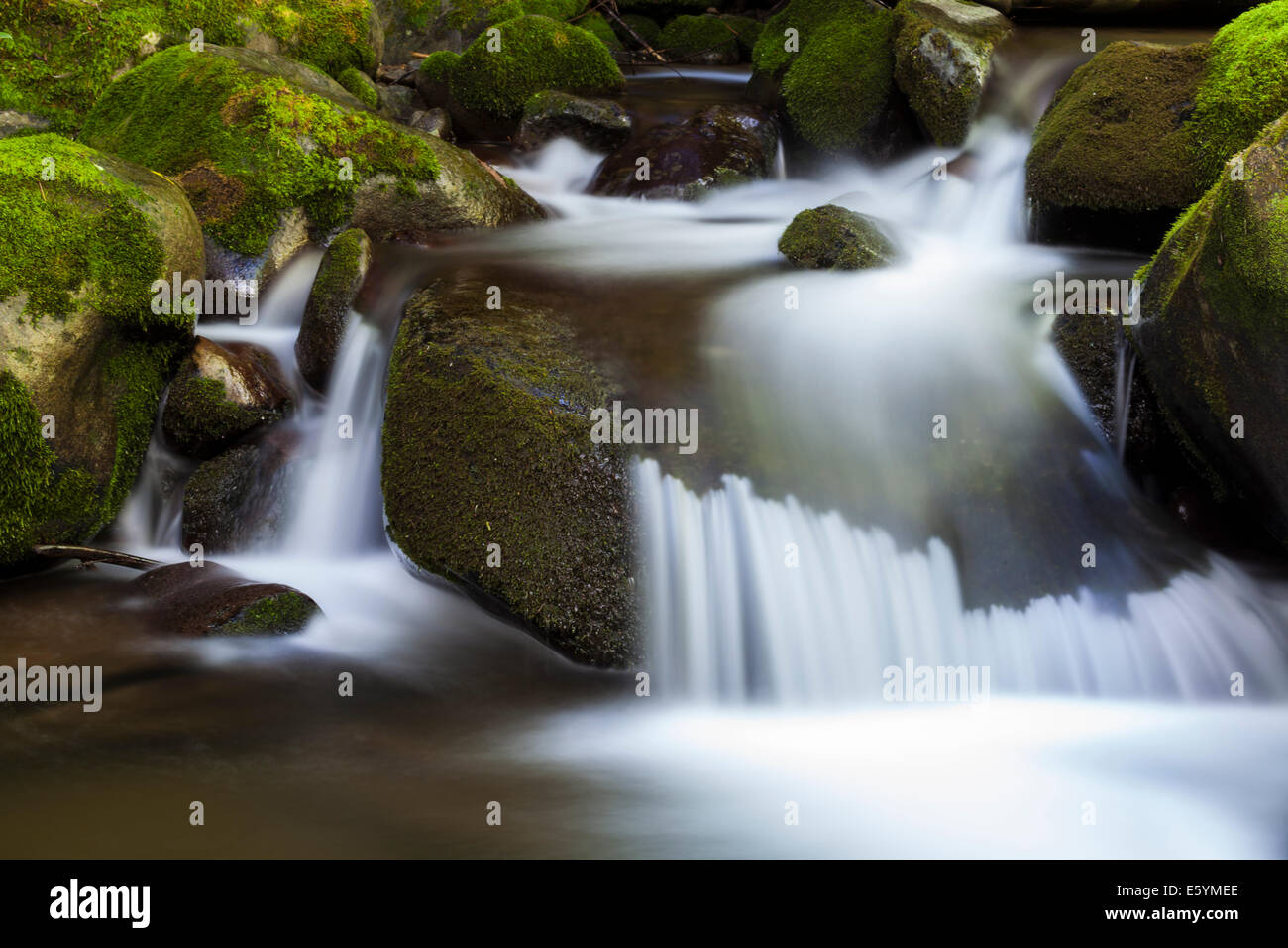 A creek in the Great Smoky Mountain National Park, NC, USA Stock Photo