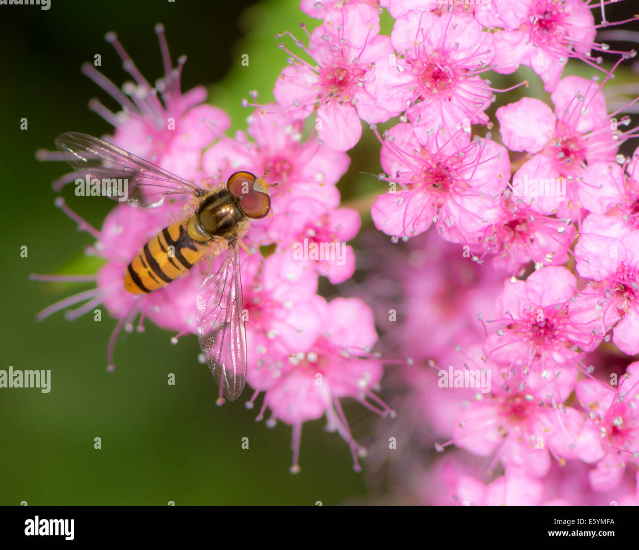 Hoverfly at pink flower blossoms Stock Photo