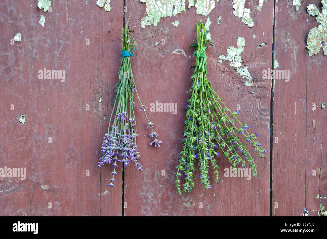 fresh medical herbs lavender and hyssop (Hyssopus officinalis) on old wooden farm barn wall Stock Photo