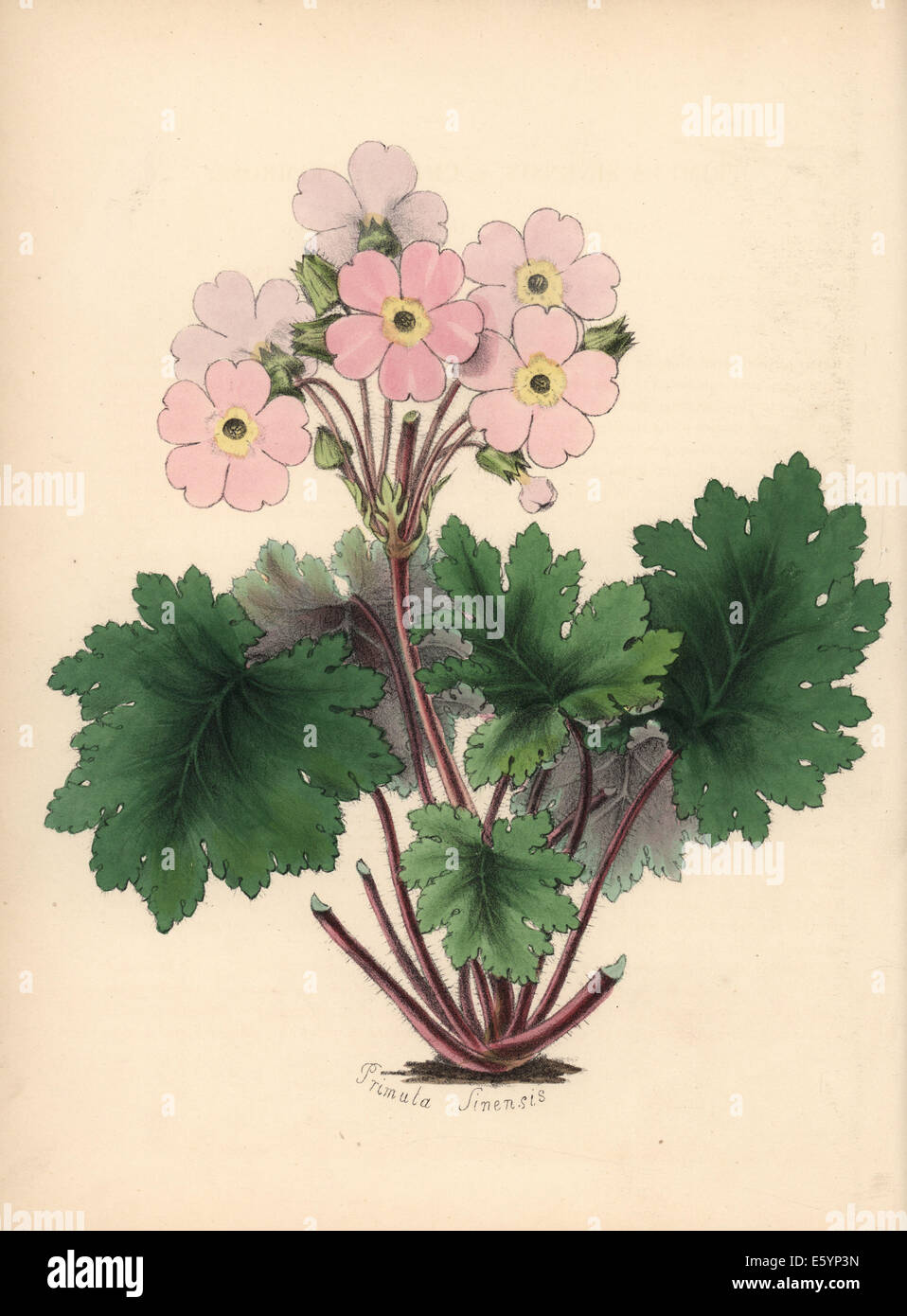 Chinese primrose, Primula sinensis. Stock Photo