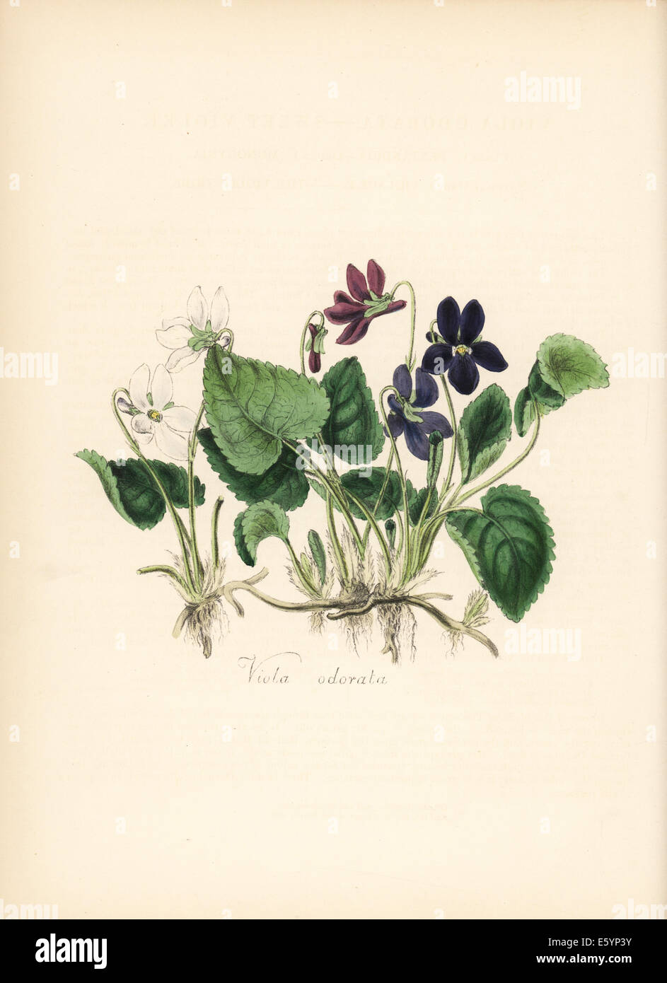 Sweet violet, Viola odorata. Stock Photo
