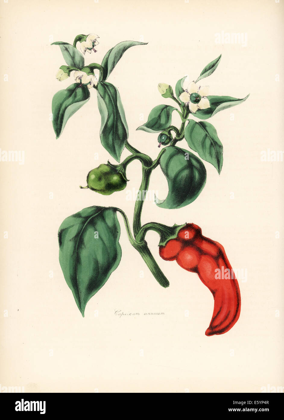 Bell or chilli pepper, Capsicum annuum, with flower, leaf and fruit. Stock Photo