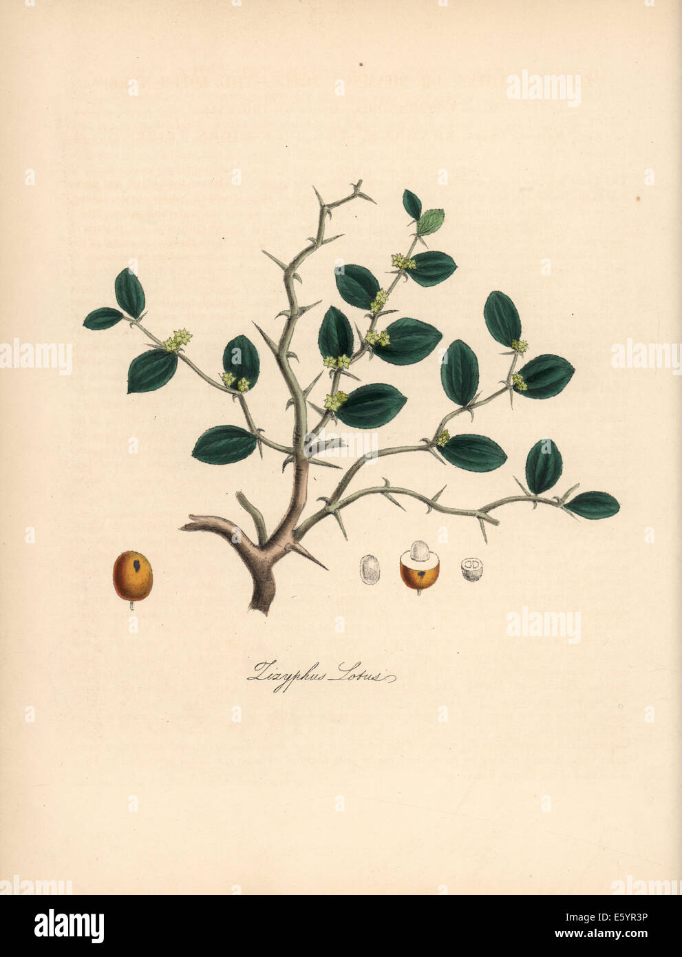 Lotus tree, Ziziphus lotus, with leaf, flower, thorn and berry Stock