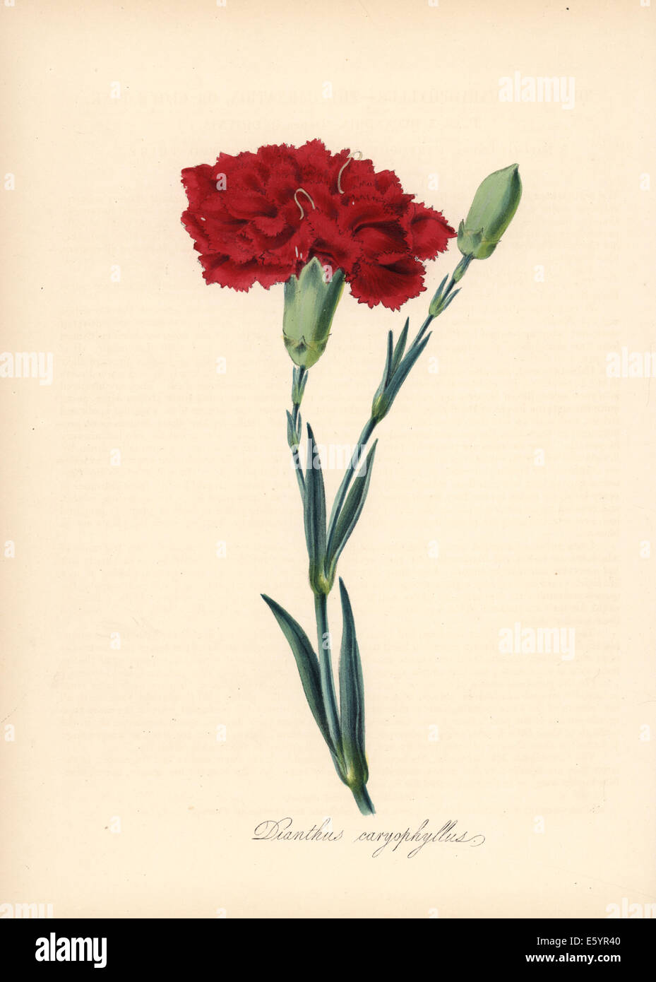 Carnation, Dianthus caryophyllus. Stock Photo