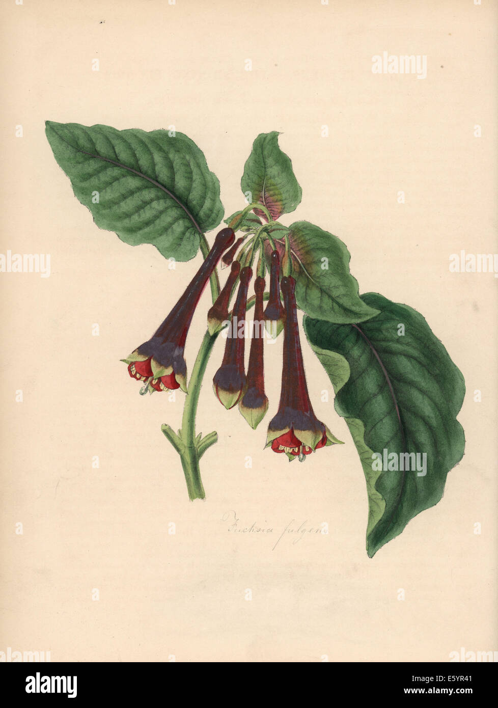 Fuchsia, Fuchsia fulgens. Stock Photo