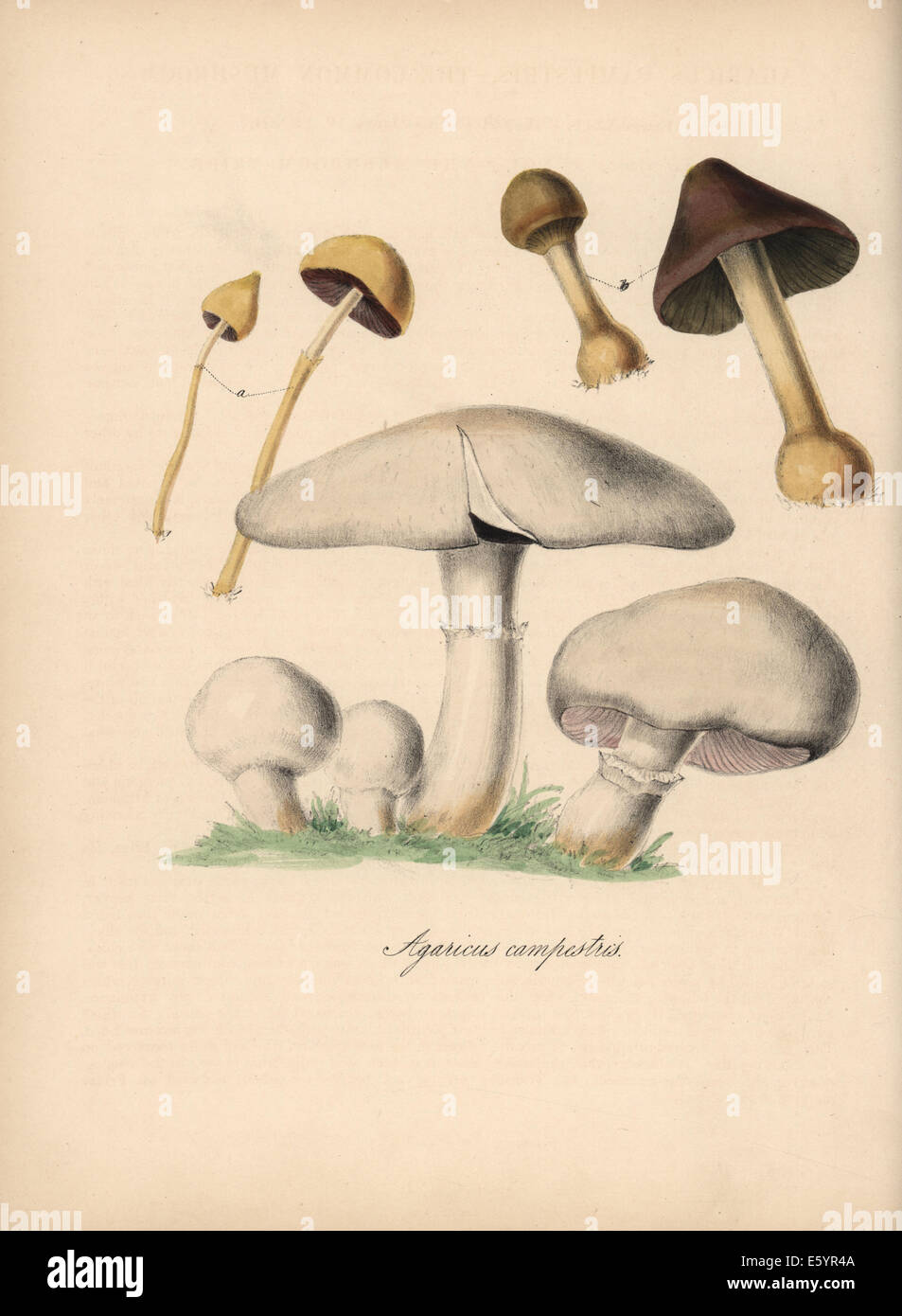 Field mushroom, Agaricus campestris. Stock Photo