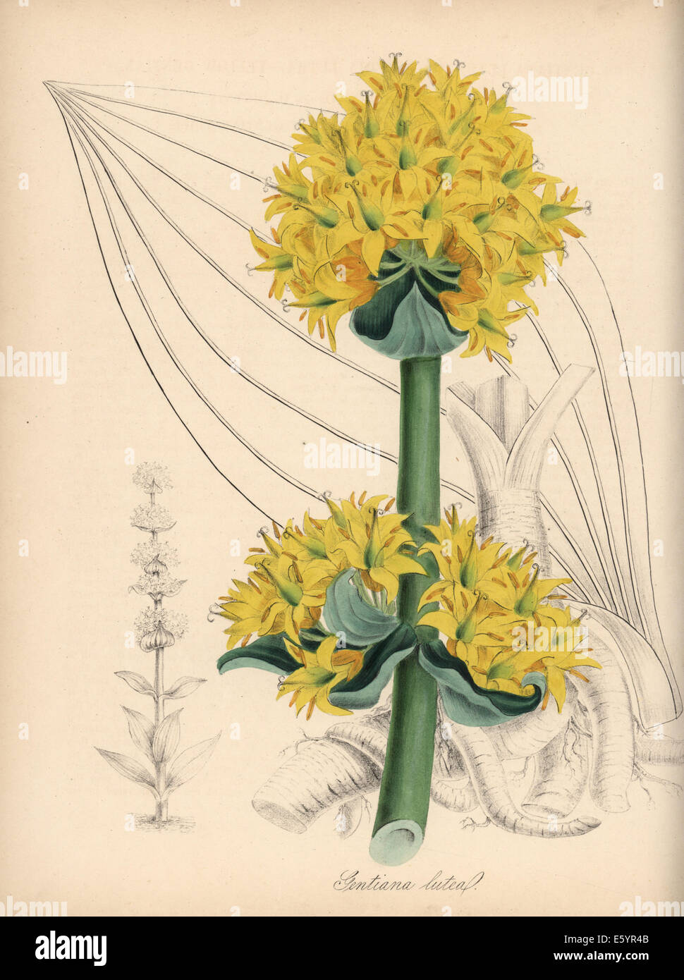 Great yellow gentian, Gentiana lutea. Stock Photo