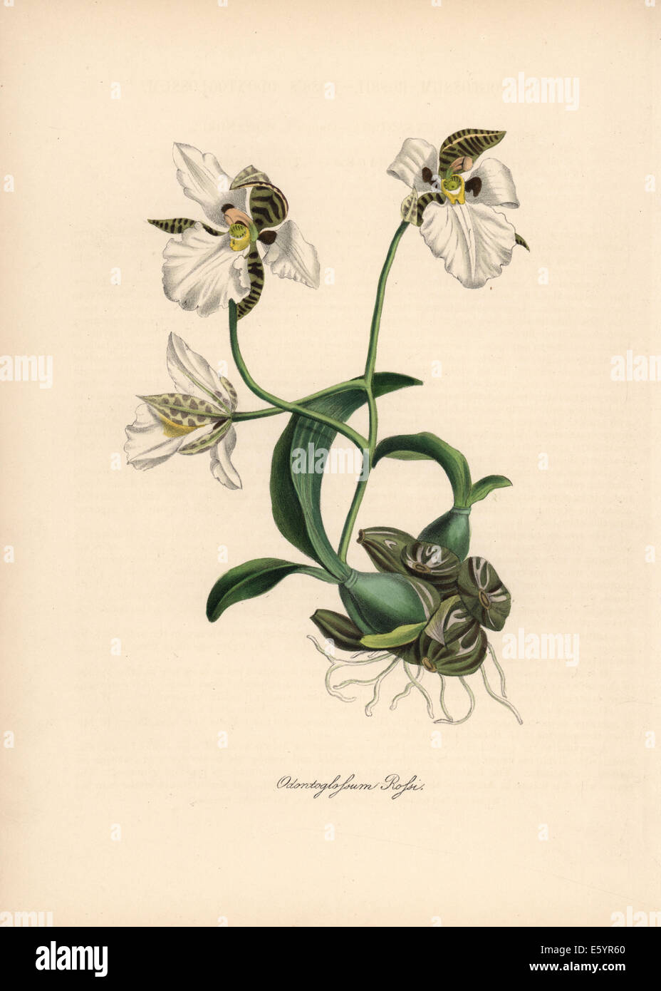 Ross's odontoglossum orchid, Odontoglossum rossi. Stock Photo