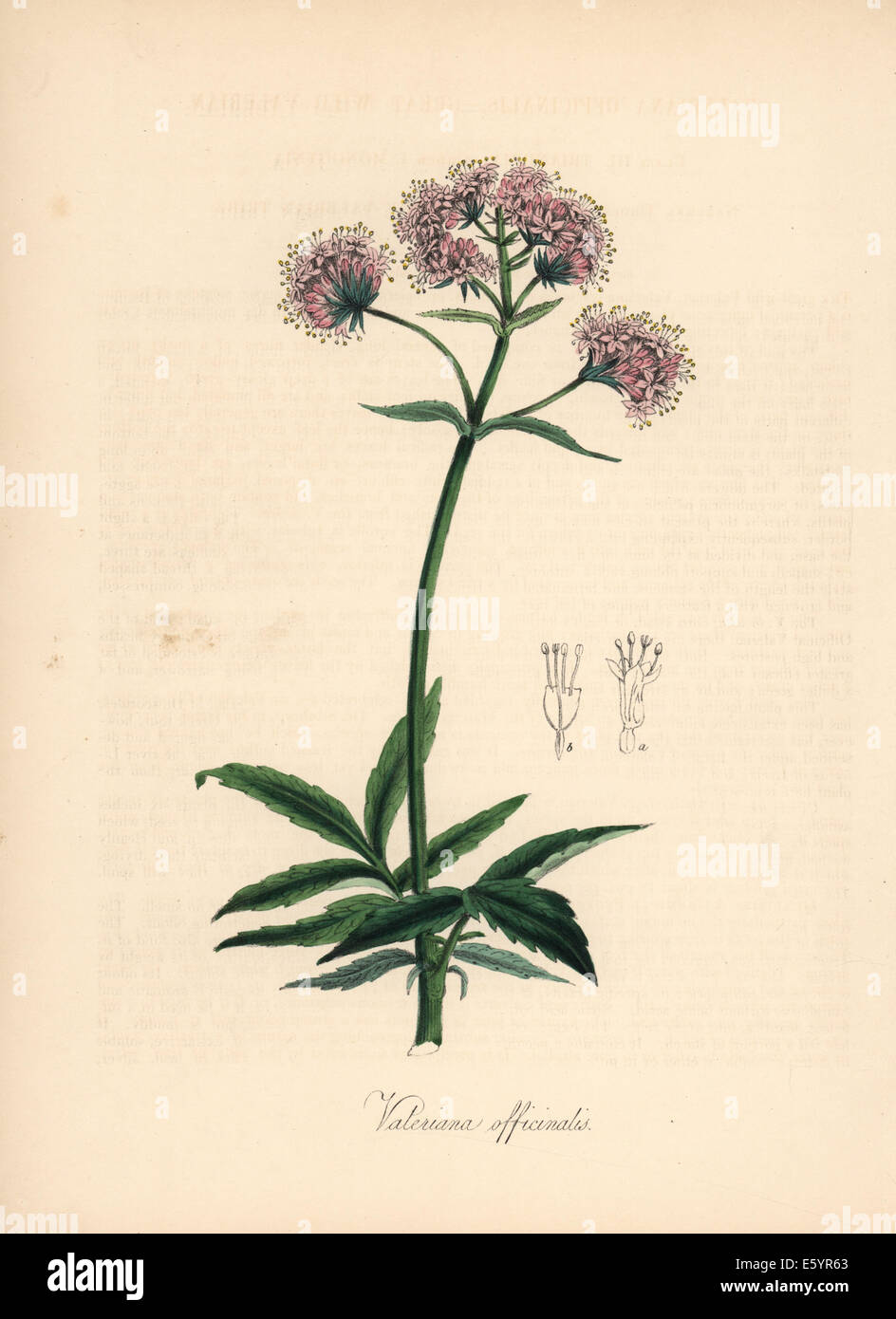 Valerian, Valeriana officinalis. Stock Photo