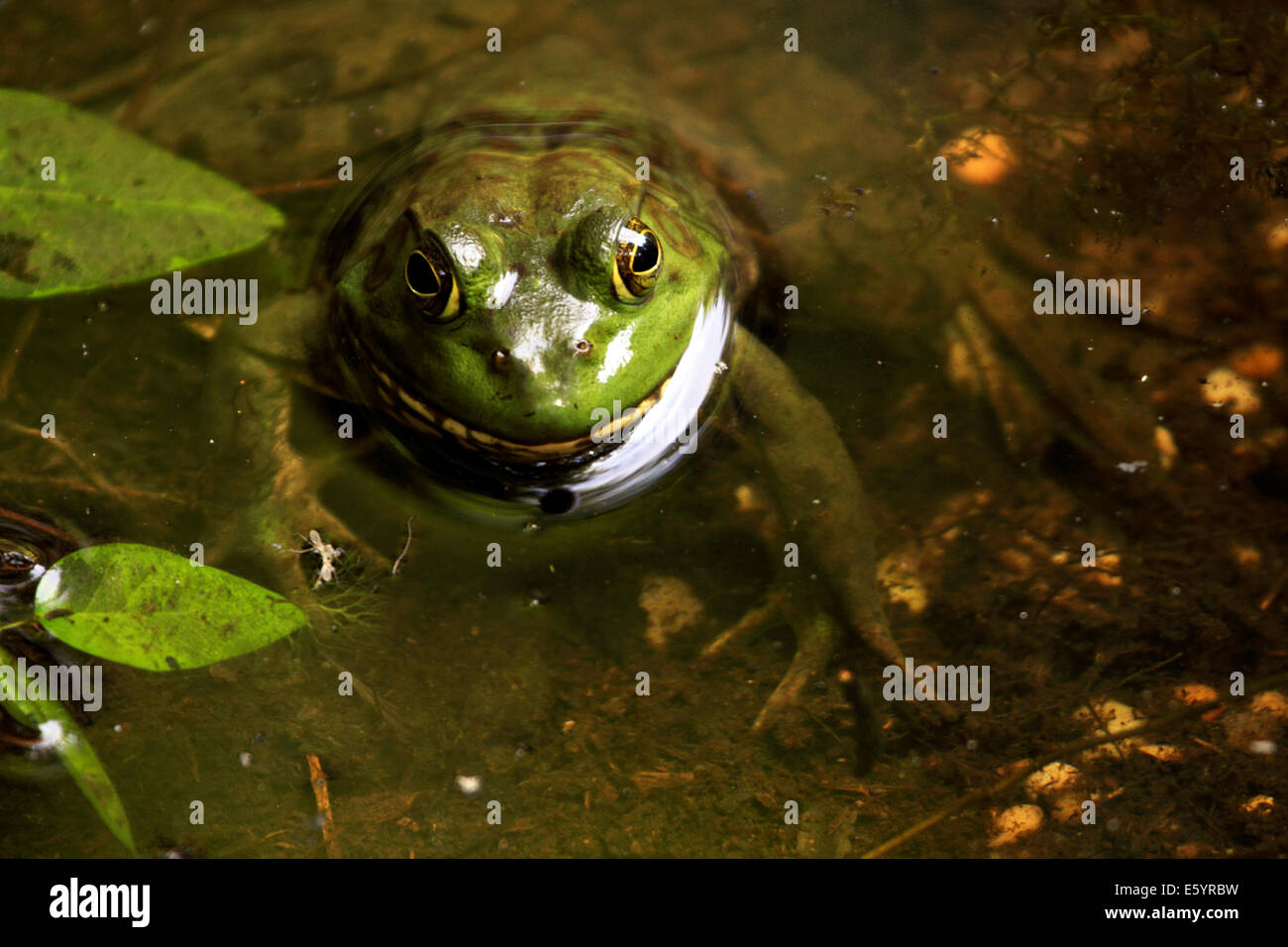 An American Bullfrog, Rana catesbeiana, peering from a pond. Leaming's ...
