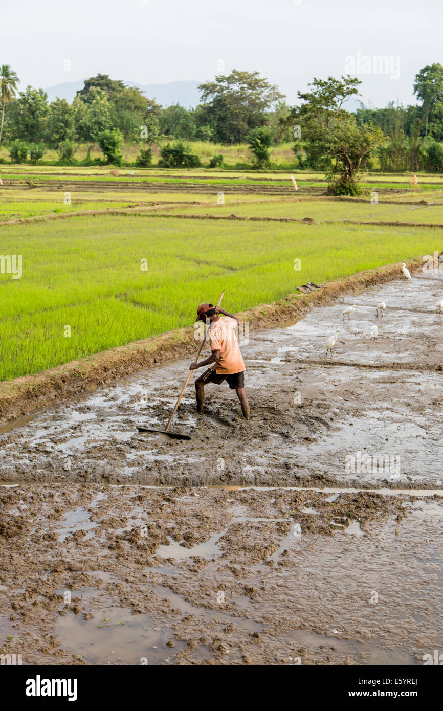 Rice field in Dambulla, Sri Lanka Stock Photo