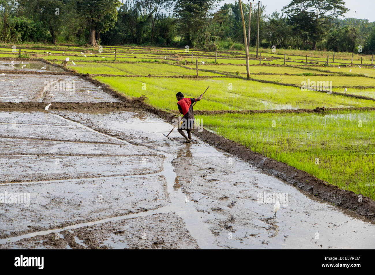 Rice field in Dambulla, Sri Lanka Stock Photo