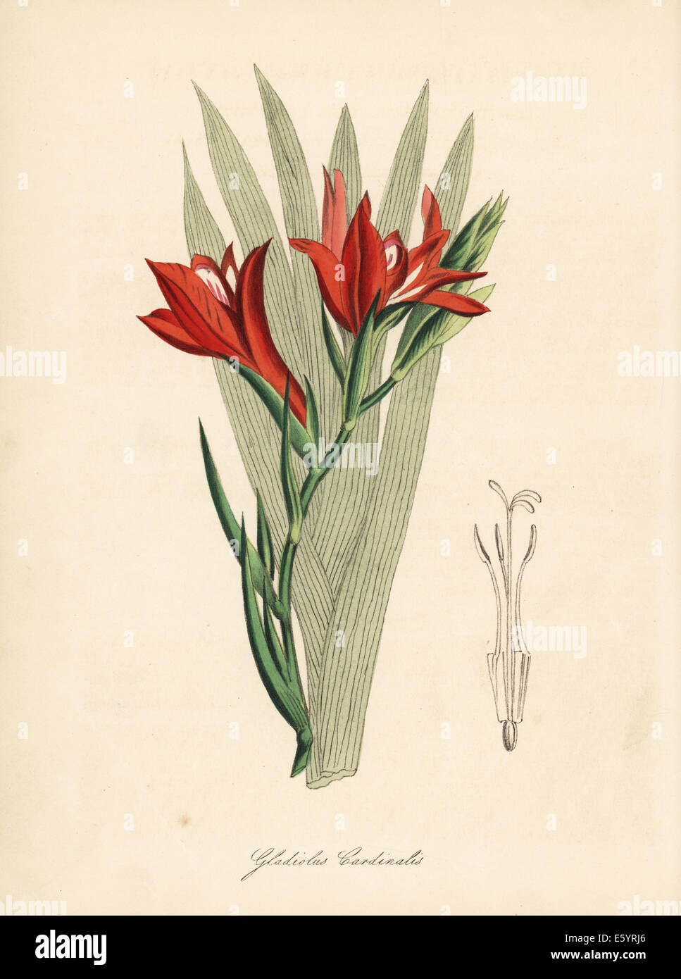 Superb cornflag, Gladiolus cardinalis. Stock Photo