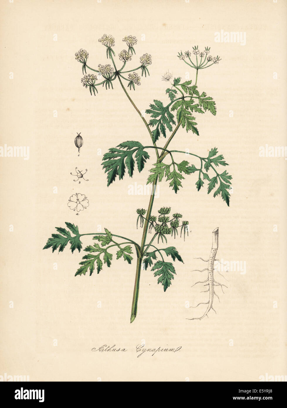 Lesser hemlock or fool's parsley, Aethusa cynapium. Stock Photo