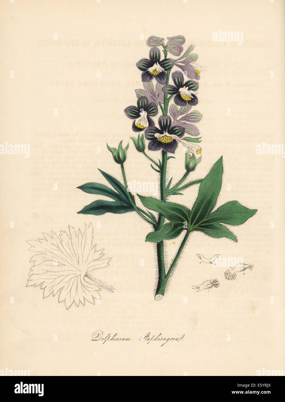 Palmated larkspur, licebane or stavesacre, Delphinium staphisagria. Stock Photo