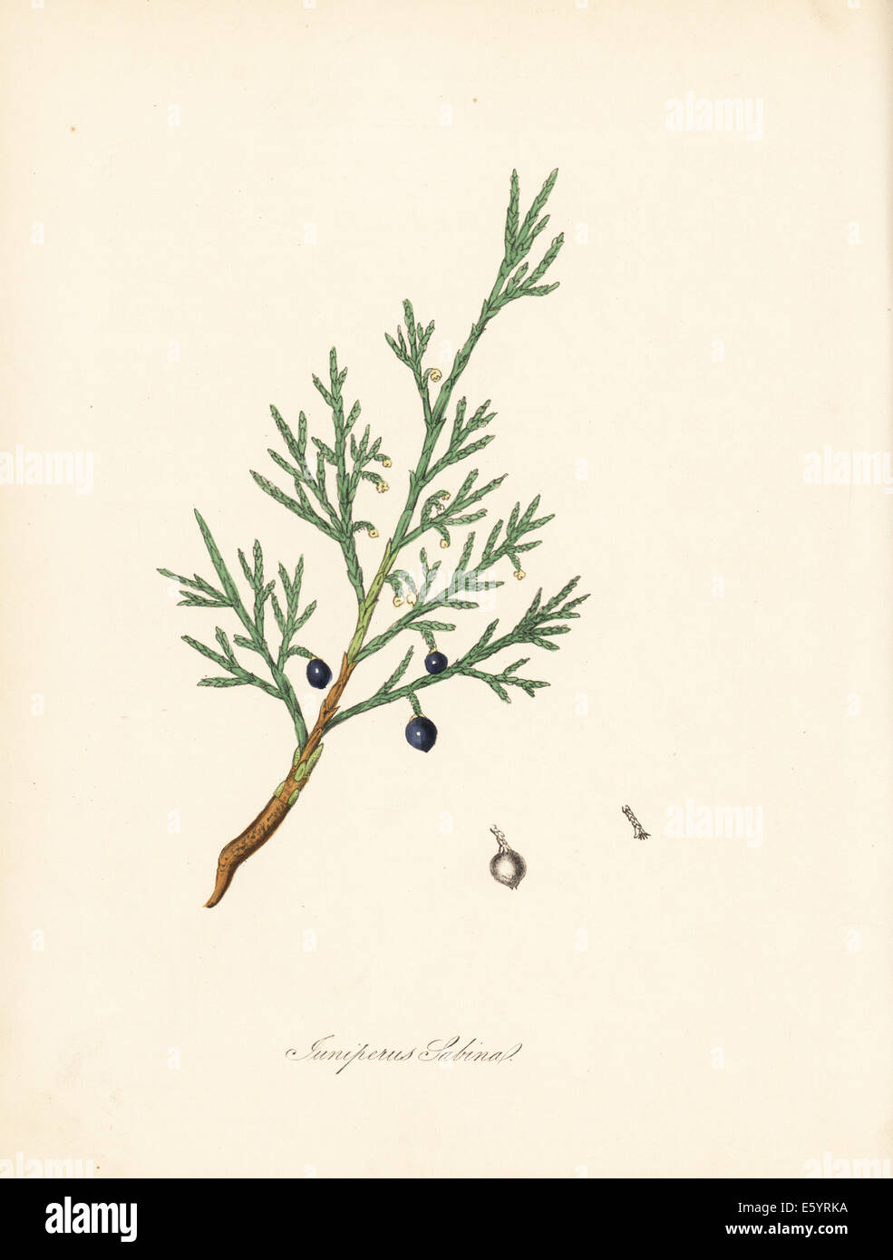 Common savin or juniper savin, Juniperus sabina. Stock Photo