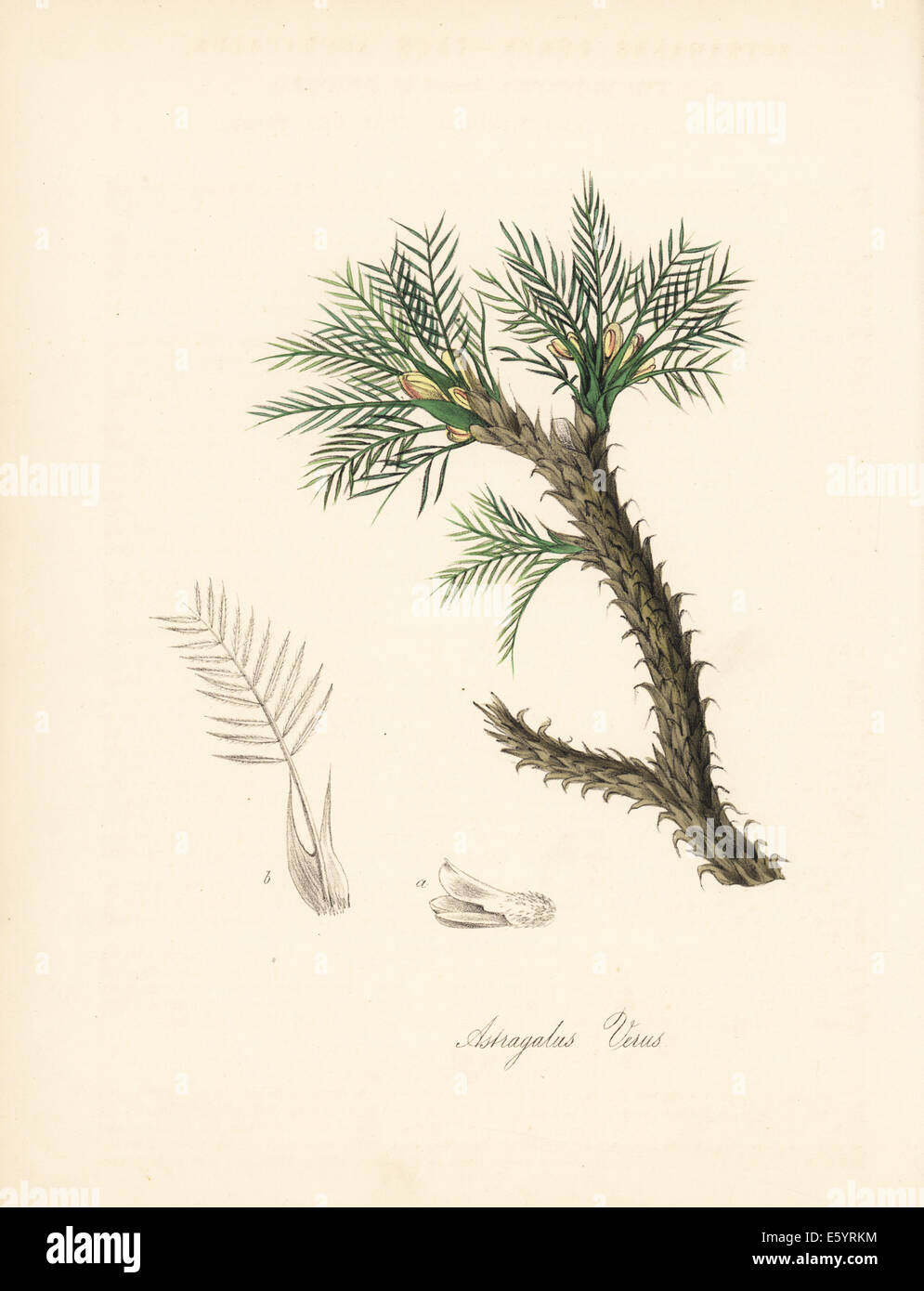 True astragalus, Astragalus verus. Stock Photo