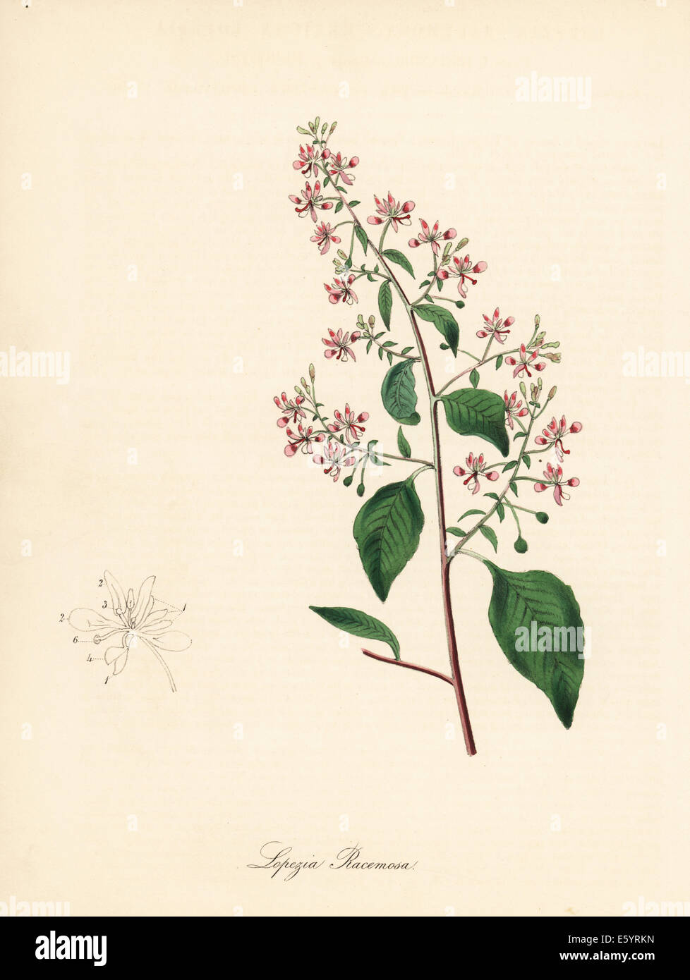 Mexican lopezia, Lopezia racemosa. Stock Photo