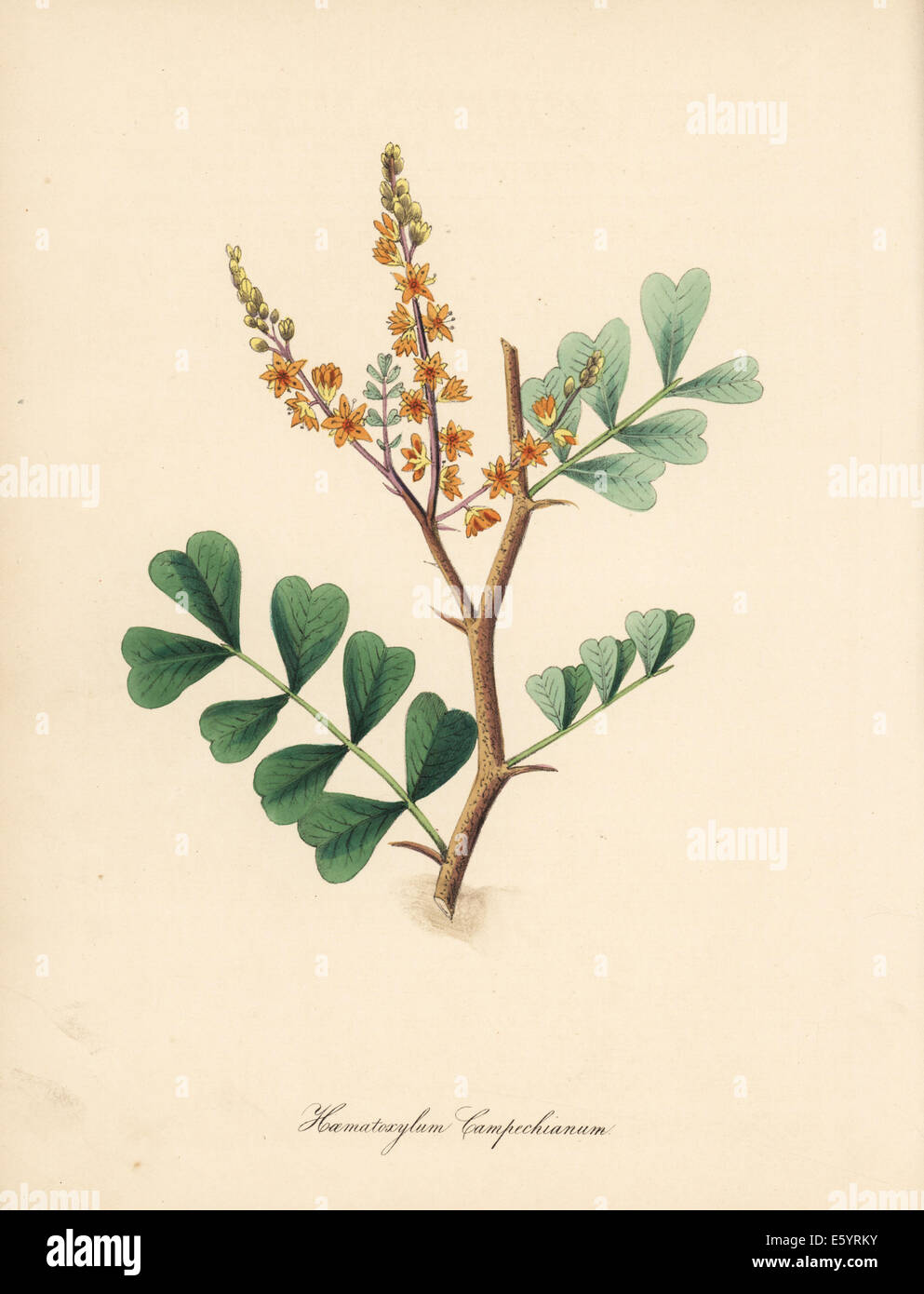 Logwood tree, Haematoxylum campechianum. Stock Photo