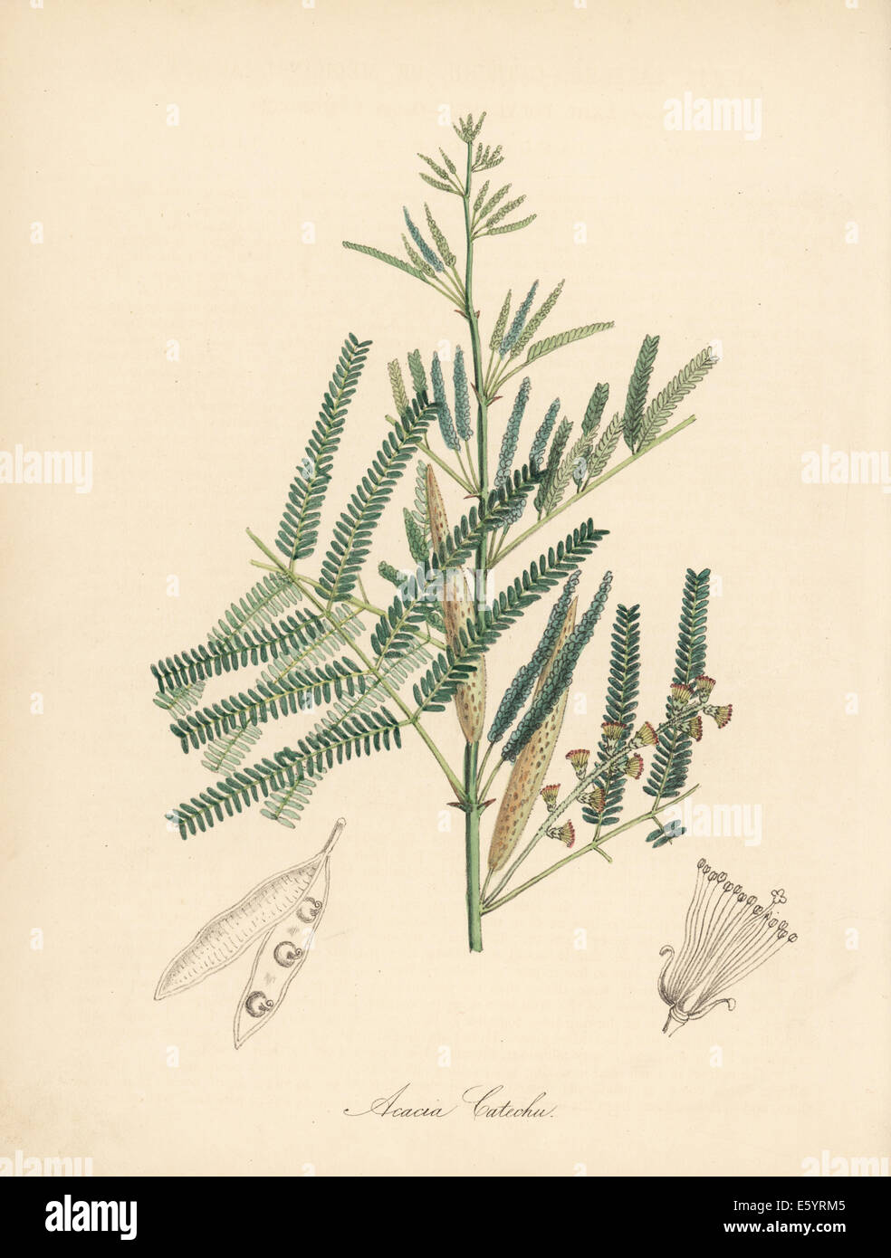 Catechu or medicinal acacia, Acacia catechu. Stock Photo