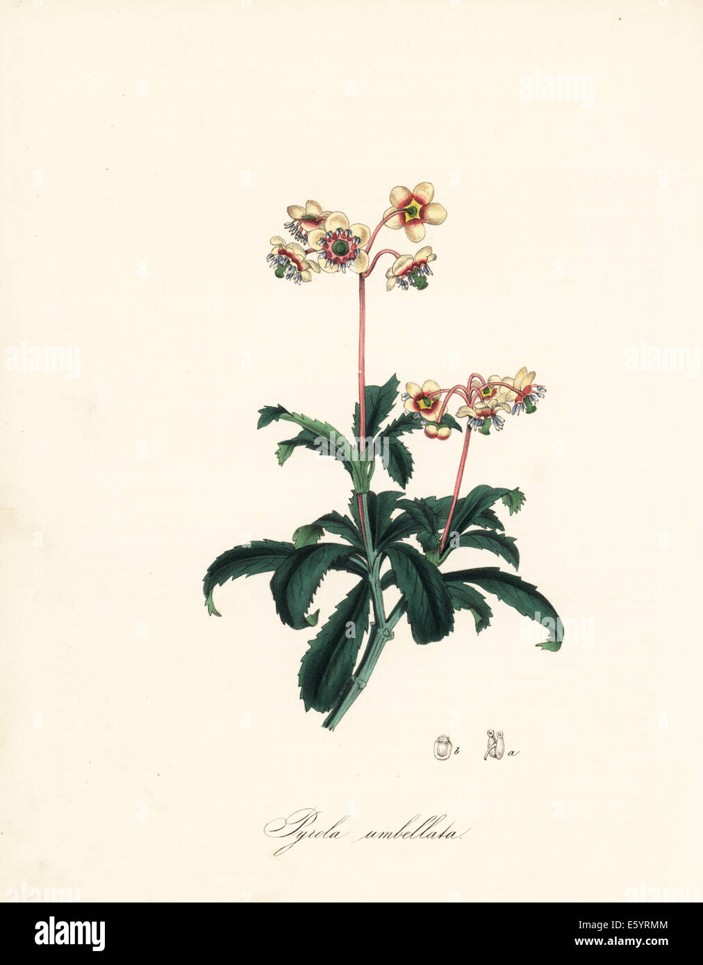 Umbellate wintergreen, Chimaphila umbellata. Stock Photo