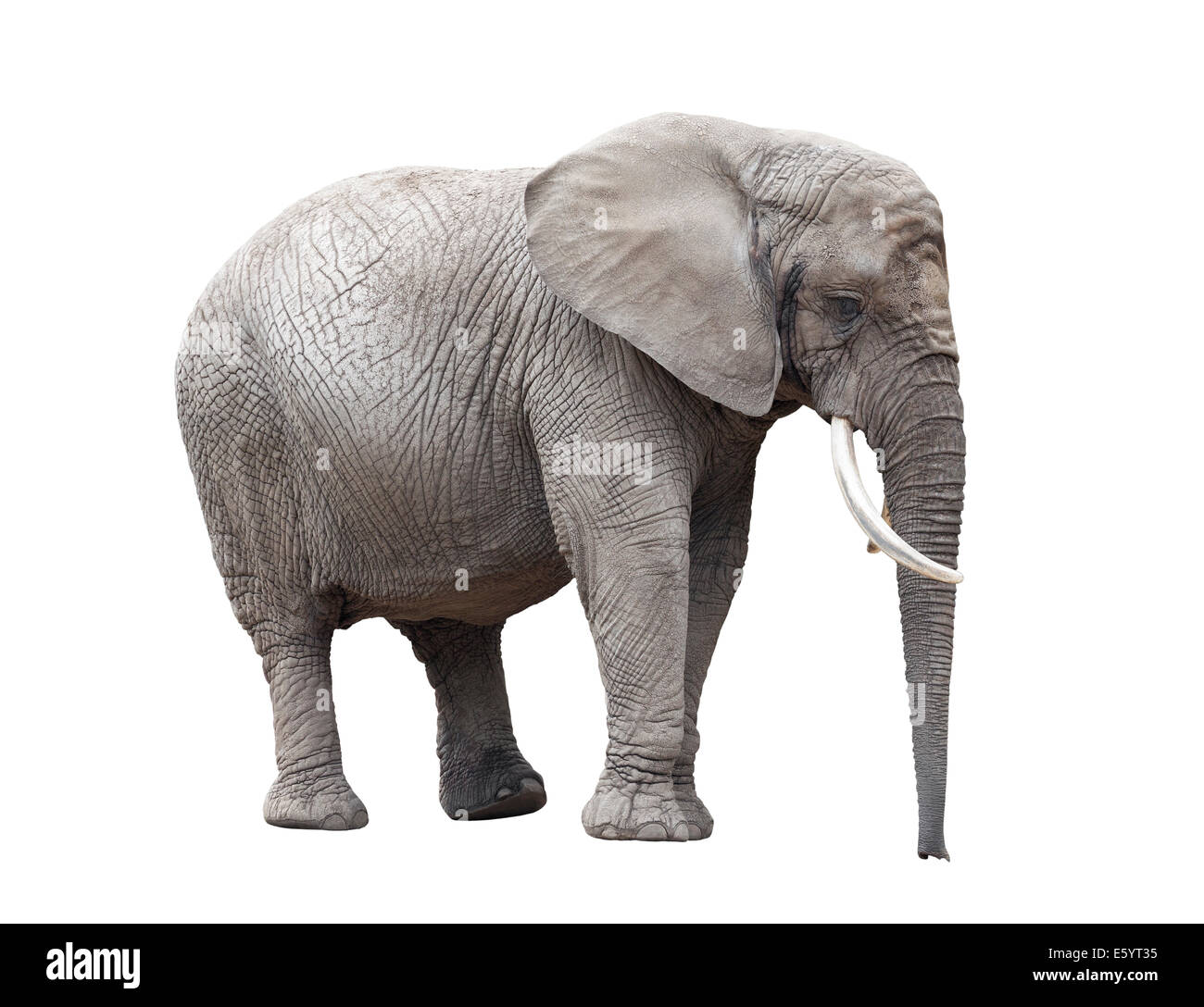 African elephant isolated on white with clipping path Stock Photo - Alamy