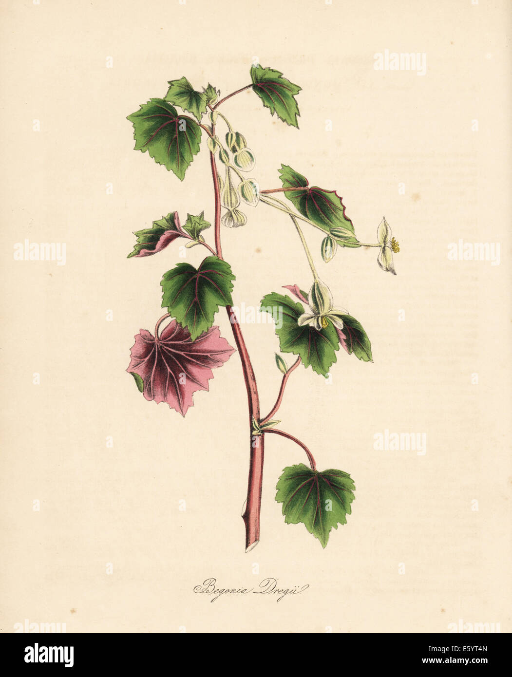 Dwarf wild begonia, Begonia dregei. Stock Photo