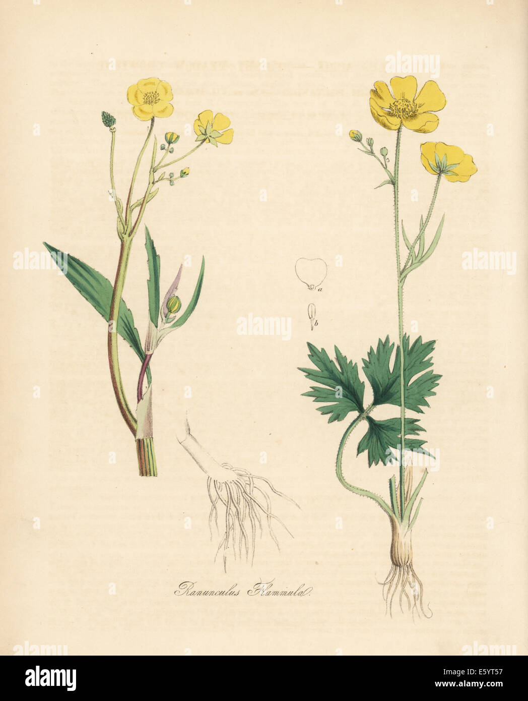 Lesser spearwort or banewort and meadow buttercup. Stock Photo