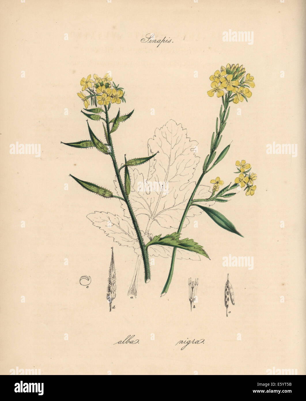 White and black mustard, Sinapis alba and Sinapis nigra. Stock Photo