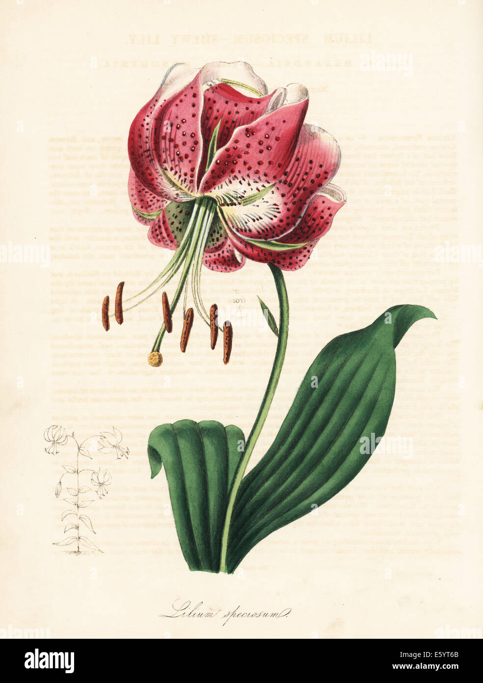 Shewy lily or Japanese lily, Lilium speciosum. Stock Photo