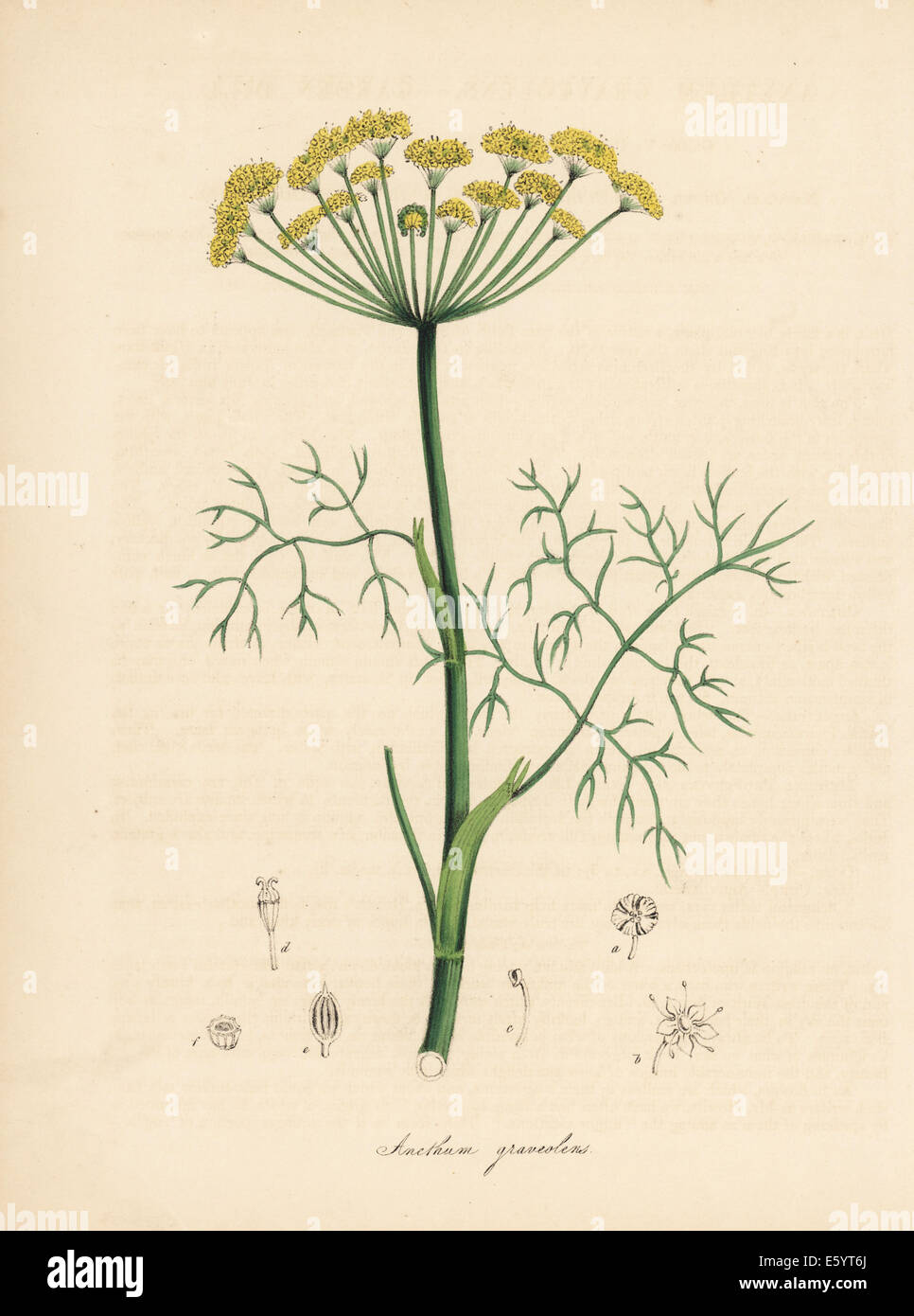 Anethum graveolens illustration hi-res stock photography and images - Alamy